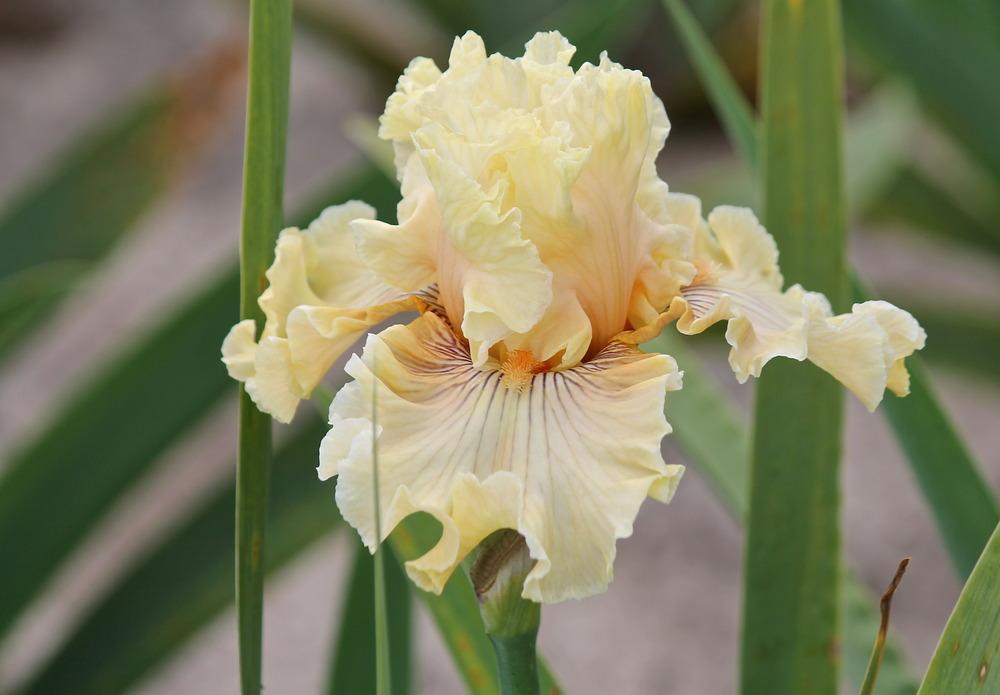 Photo of Tall Bearded Iris (Iris 'Cotillion Gown') uploaded by ARUBA1334