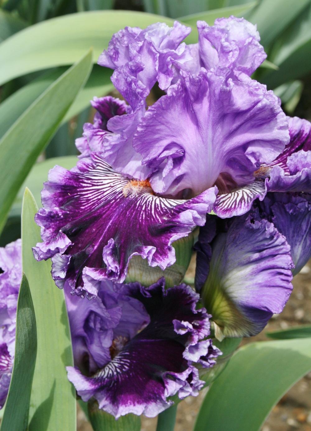 Photo of Tall Bearded Iris (Iris 'By Jeeves') uploaded by Calif_Sue