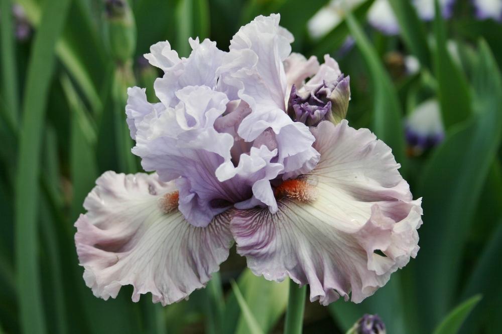 Photo of Tall Bearded Iris (Iris 'Curtsy Queen') uploaded by Calif_Sue