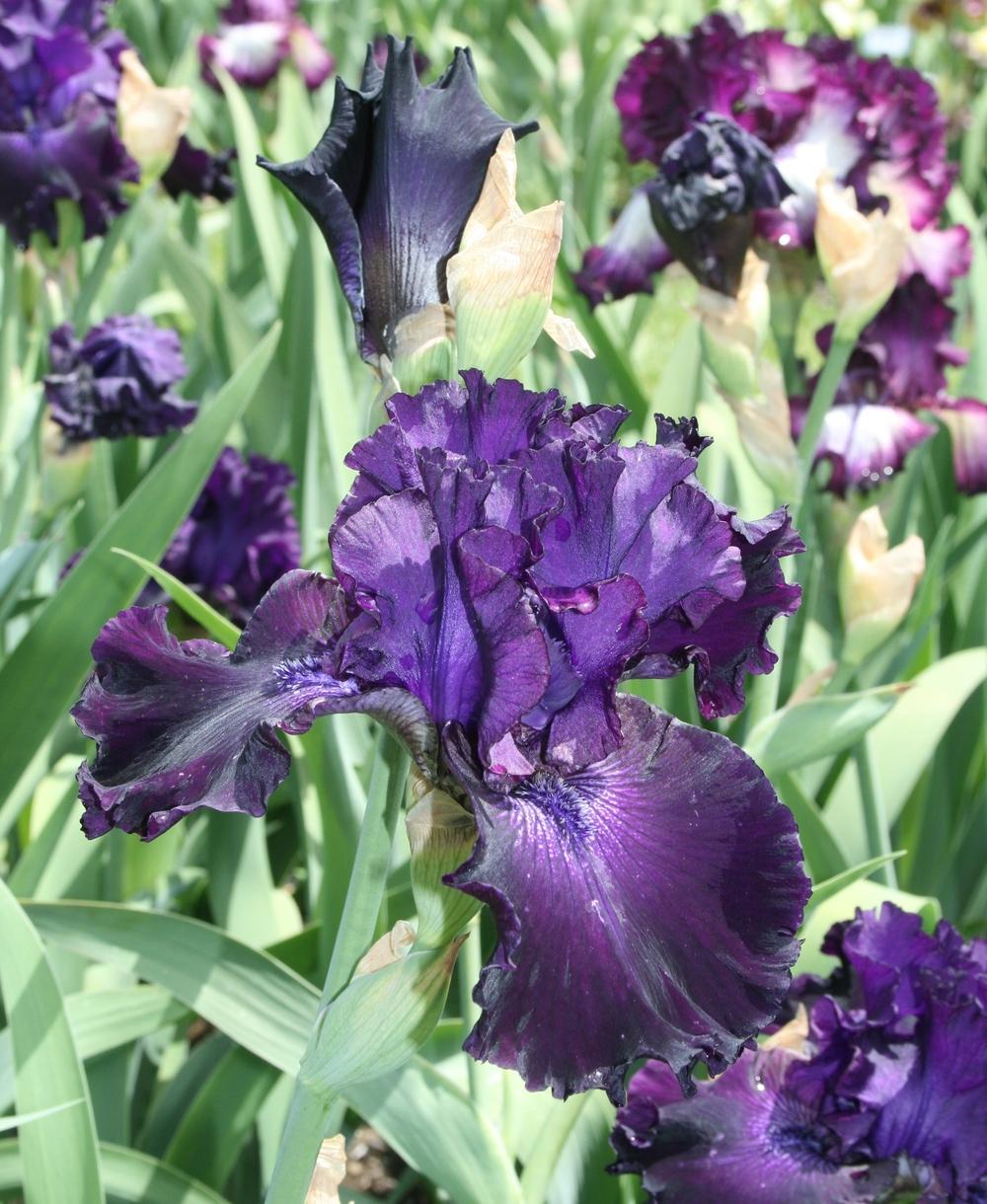 Photo of Tall Bearded Iris (Iris 'Sheila Van Hook') uploaded by Calif_Sue