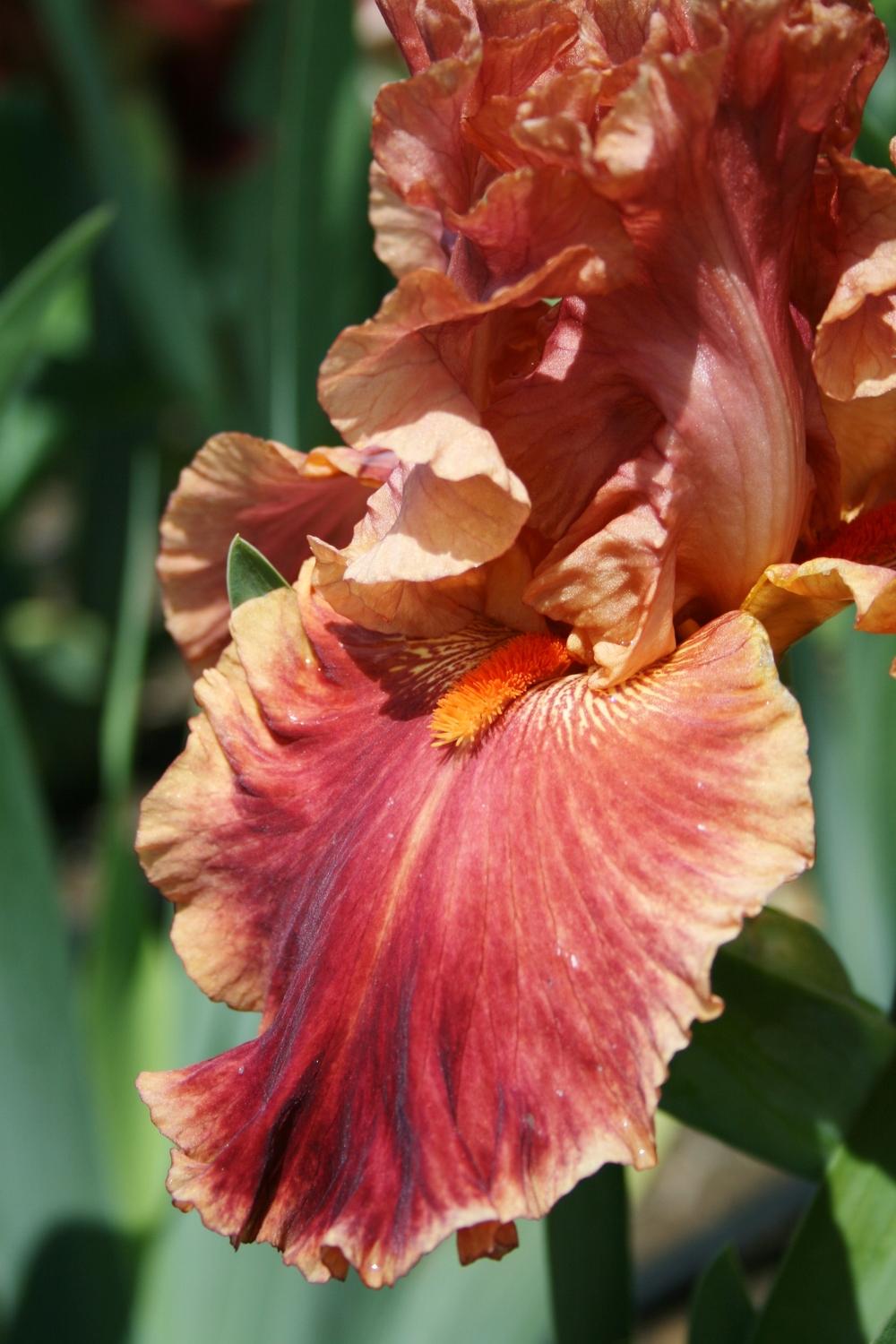 Photo of Tall Bearded Iris (Iris 'Drinks at Sunset') uploaded by Calif_Sue