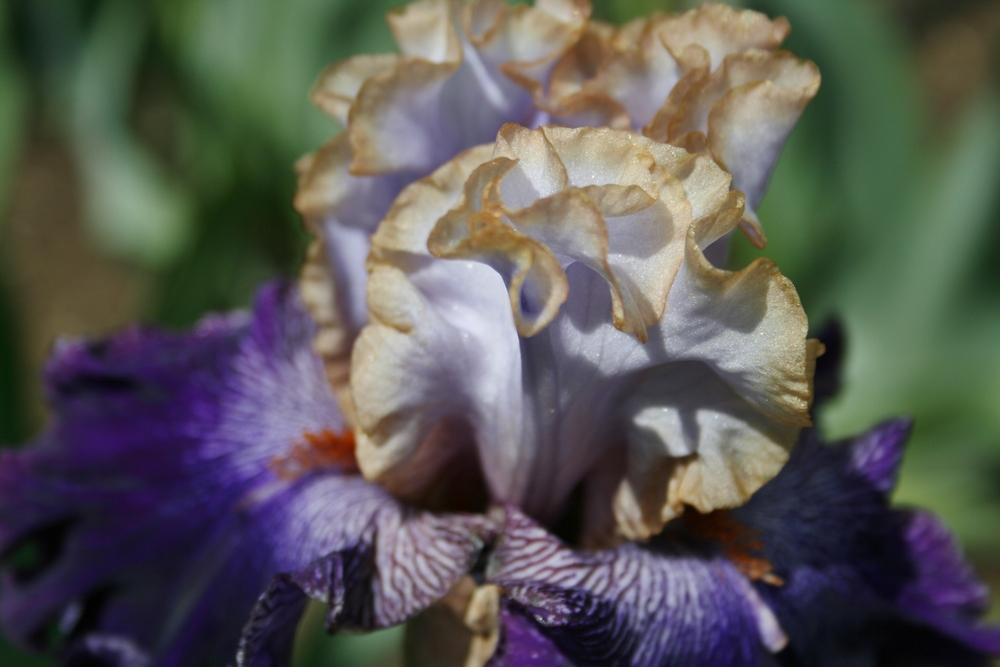 Photo of Tall Bearded Iris (Iris 'Bratislavan Prince') uploaded by Calif_Sue