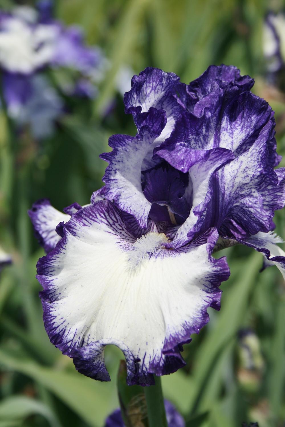 Photo of Tall Bearded Iris (Iris 'Liberty Classic') uploaded by Calif_Sue