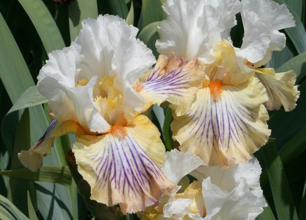 Photo of Tall Bearded Iris (Iris 'Exposé') uploaded by Calif_Sue