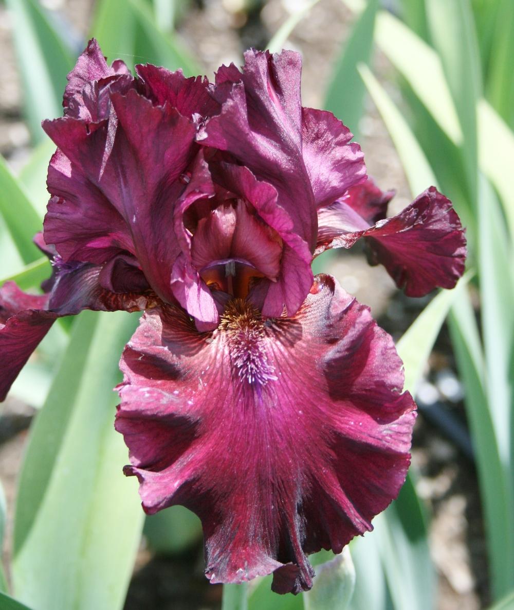 Photo of Tall Bearded Iris (Iris 'Rio Rojo') uploaded by Calif_Sue