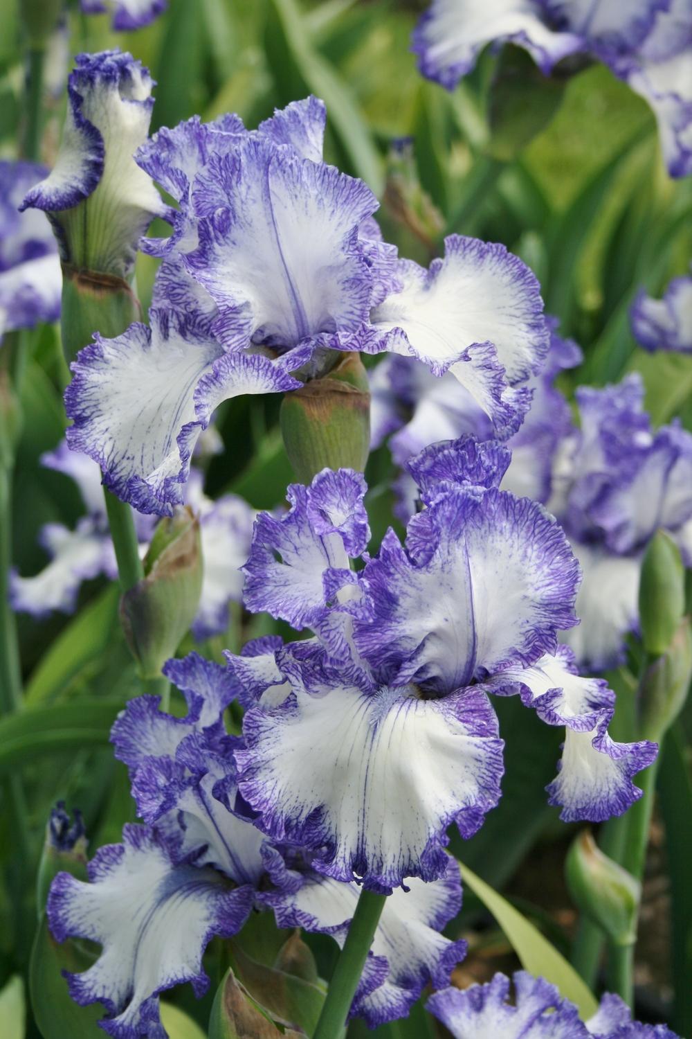 Photo of Tall Bearded Iris (Iris 'Ink Patterns') uploaded by Calif_Sue
