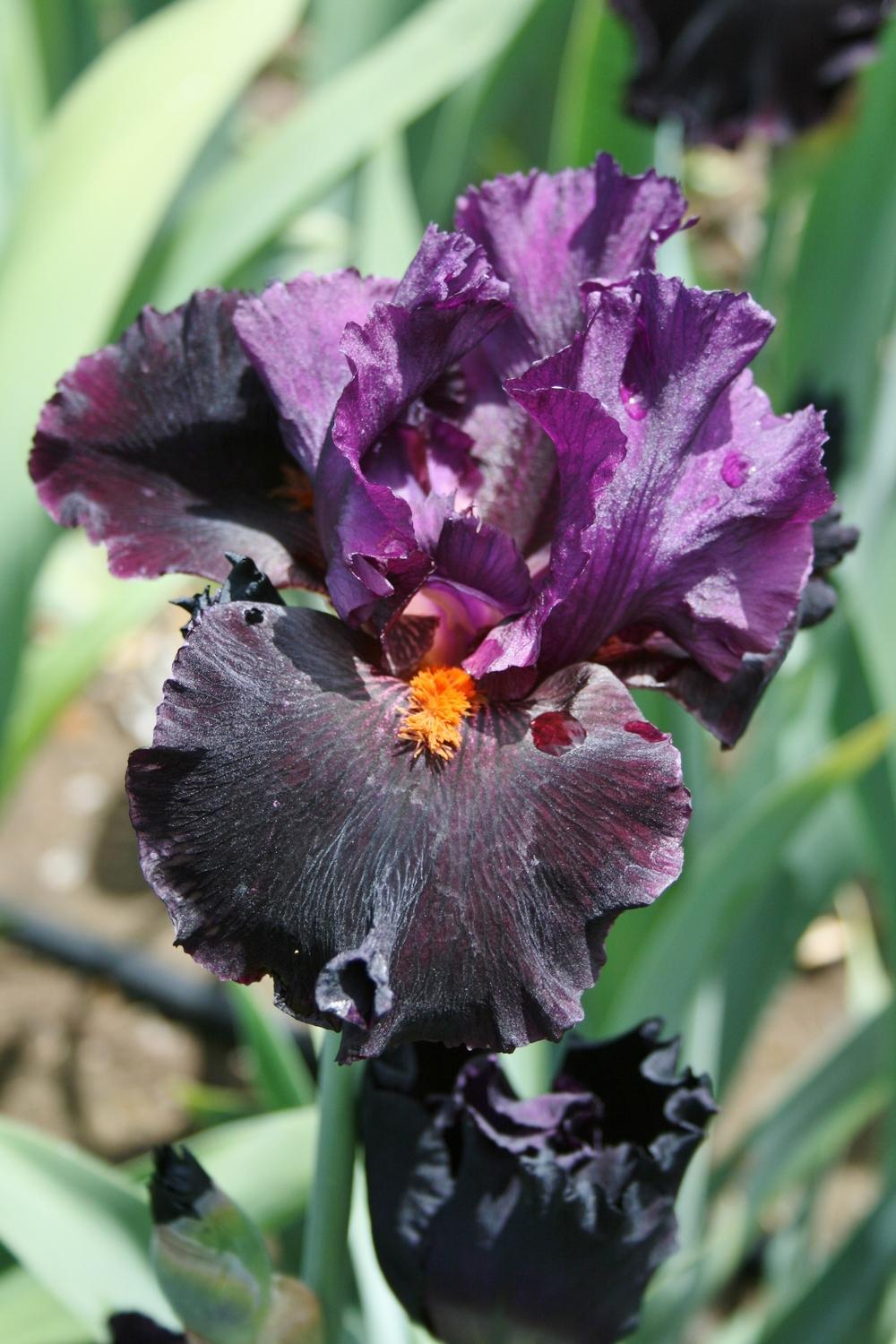Photo of Tall Bearded Iris (Iris 'Black Magic Woman') uploaded by Calif_Sue
