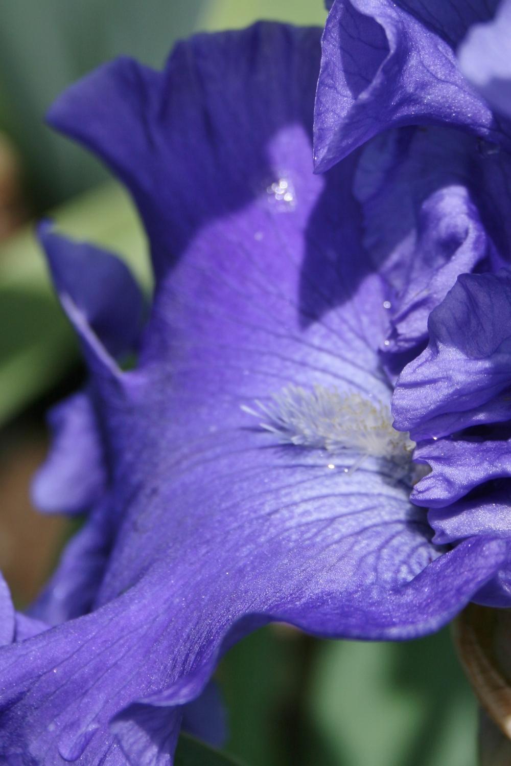 Photo of Tall Bearded Iris (Iris 'Adriatic Waves') uploaded by Calif_Sue