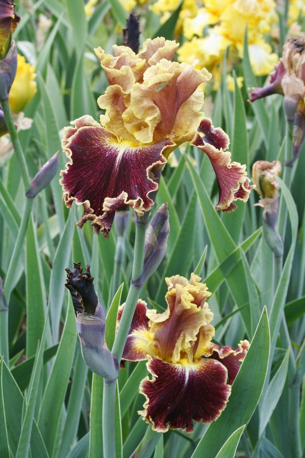 Photo of Tall Bearded Iris (Iris 'Volcanic Glow') uploaded by Calif_Sue