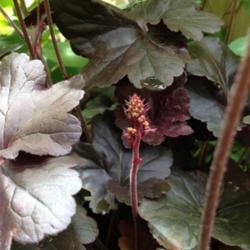Location: In backyard garden, Elk Grove, CA
Date: 2014-4-27
Obsidian flower bud