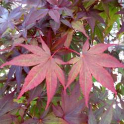Location: In backyard garden, Elk Grove, CA
Date: 2014-4-27
Bloodgood leaves