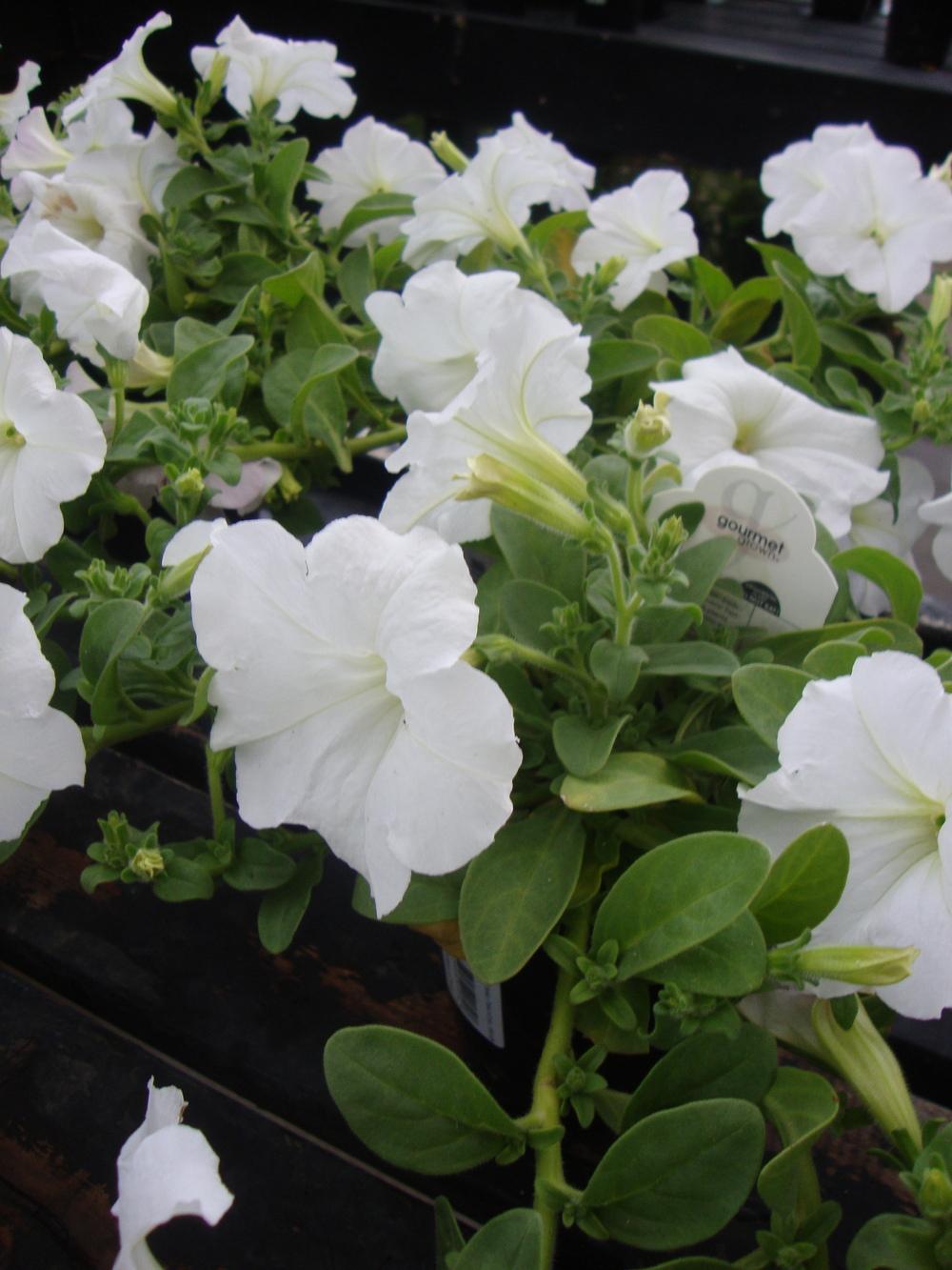 Photo of Multiflora Spreading/Trailing Petunia (Petunia Easy Wave® White) uploaded by Paul2032