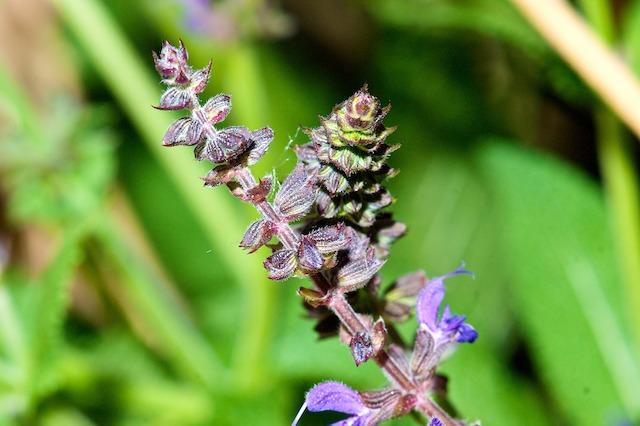Photo of Salvias (Salvia) uploaded by ckatNM
