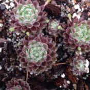 Sempervivum 'Pacific Plum Fuzzy' shows its Spring coloring. 