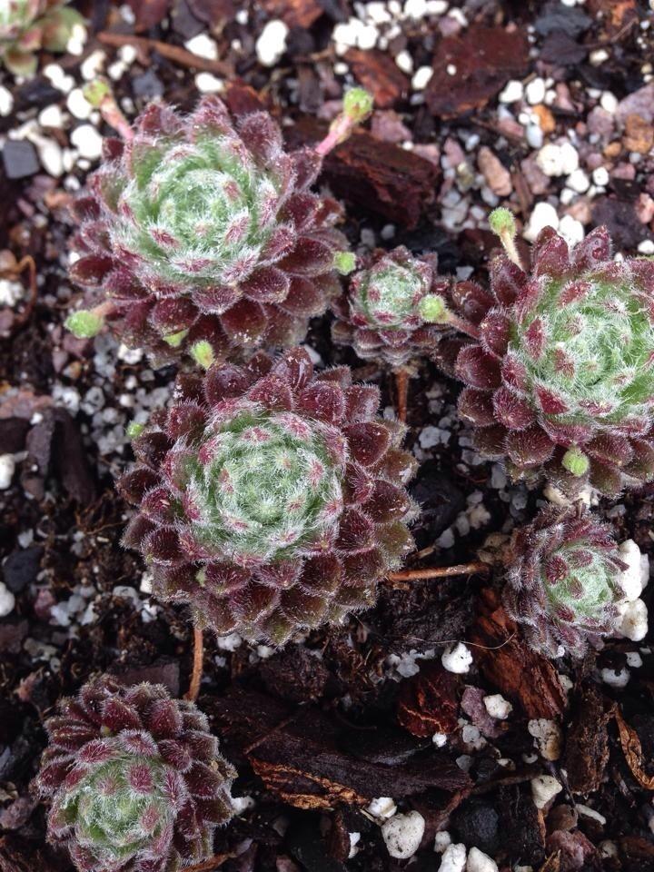 Photo of Hen and Chicks (Sempervivum 'Pacific Plum Fuzzy') uploaded by clintbrown