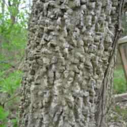 Location: Indiana zone 5
Date: 2014-04-28
ruff bark on young tree 8'' diameter