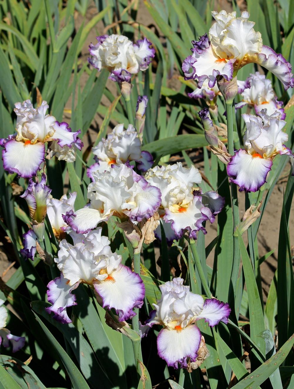 Photo of Tall Bearded Iris (Iris 'In the Loop') uploaded by ARUBA1334