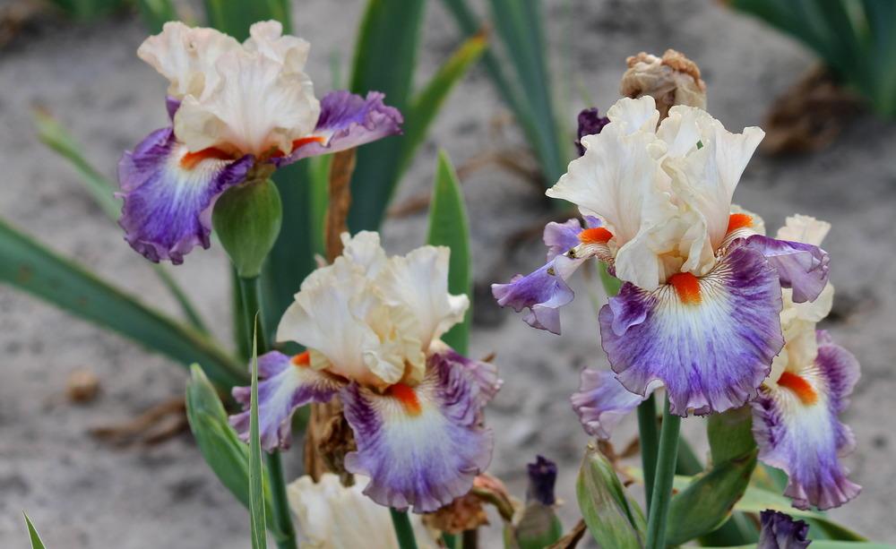 Photo of Tall Bearded Iris (Iris 'Tango Express') uploaded by ARUBA1334
