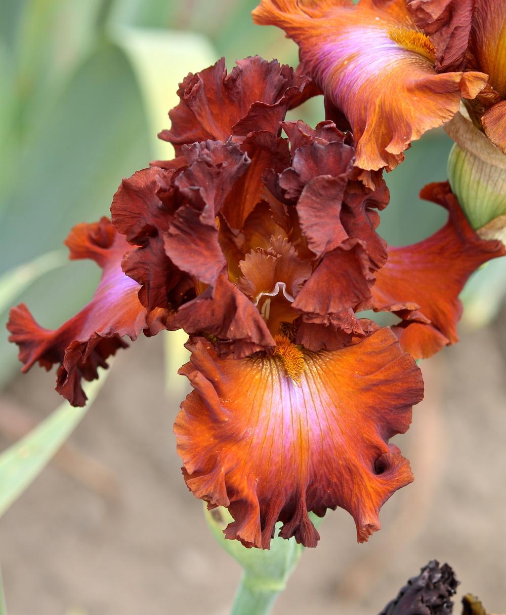 Photo of Tall Bearded Iris (Iris 'Cherokee Blaze') uploaded by ARUBA1334