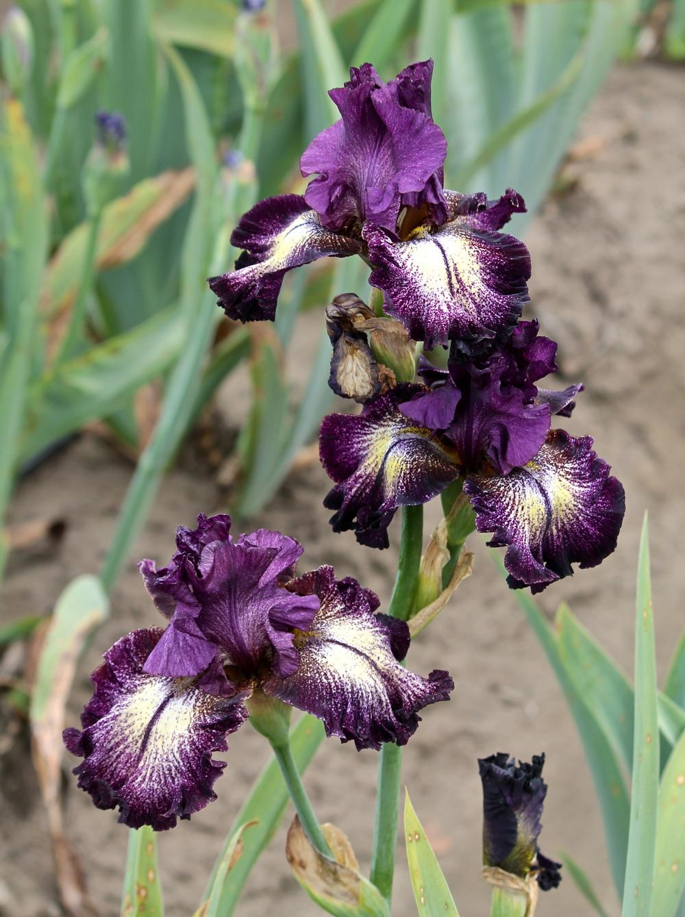 Photo of Tall Bearded Iris (Iris 'Planet Hollywood') uploaded by ARUBA1334