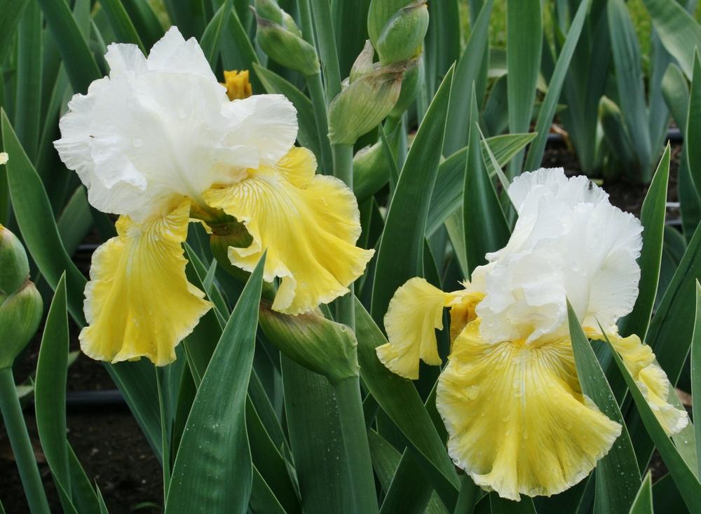 Photo of Tall Bearded Iris (Iris 'Lemon Cloud') uploaded by Calif_Sue