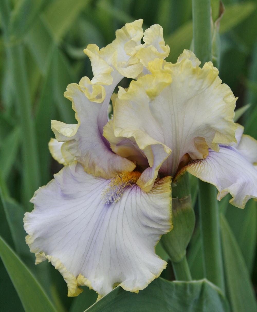 Photo of Tall Bearded Iris (Iris 'Pewter and Gold') uploaded by Calif_Sue