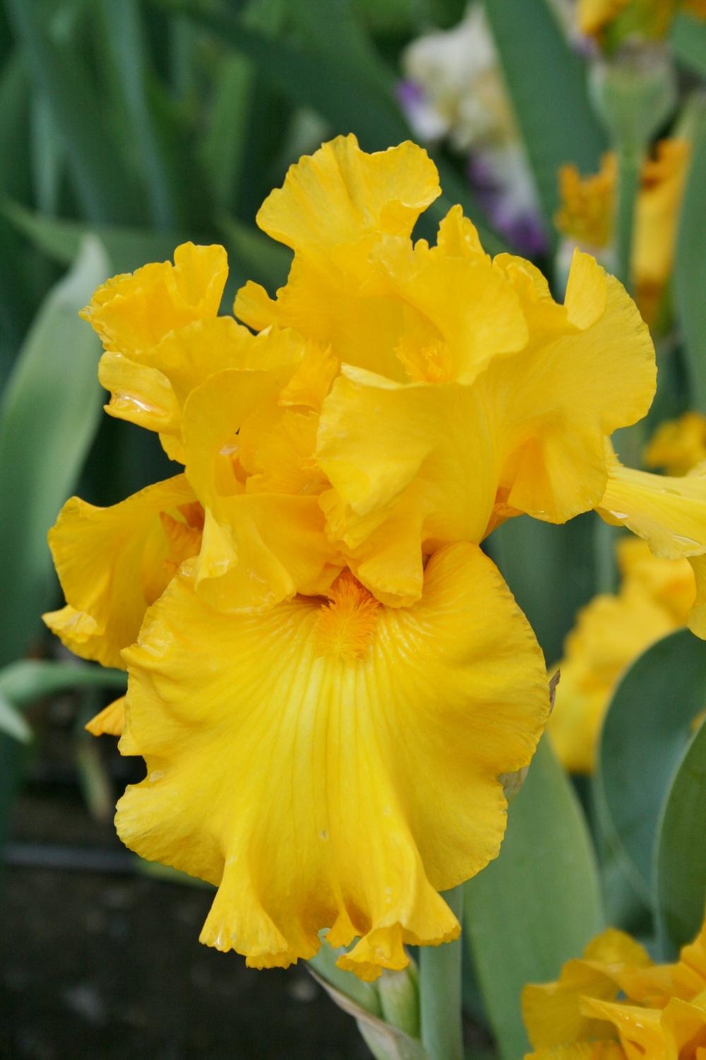 Photo of Tall Bearded Iris (Iris 'Hot Property') uploaded by Calif_Sue