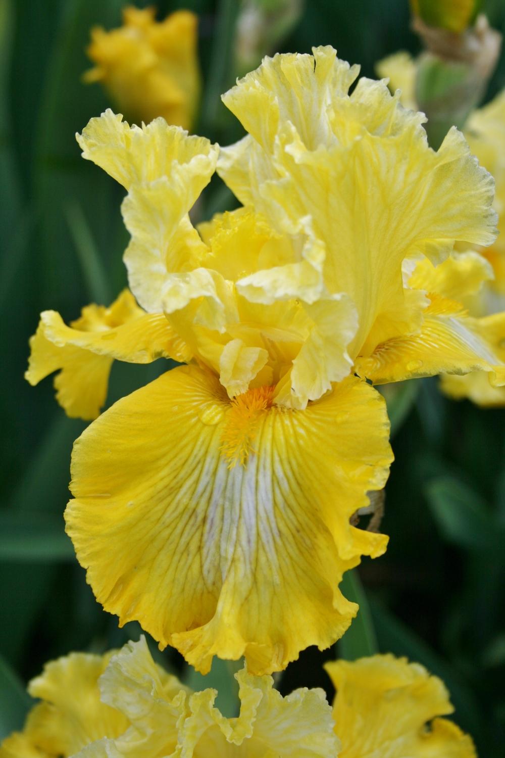 Photo of Tall Bearded Iris (Iris 'Smart Money') uploaded by Calif_Sue