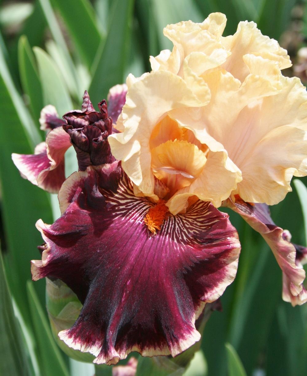 Photo of Tall Bearded Iris (Iris 'Glamour Pants') uploaded by Calif_Sue