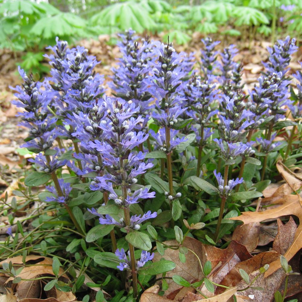 Photo of Bugleweed (Ajuga reptans Chocolate Chip) uploaded by Dodecatheon3