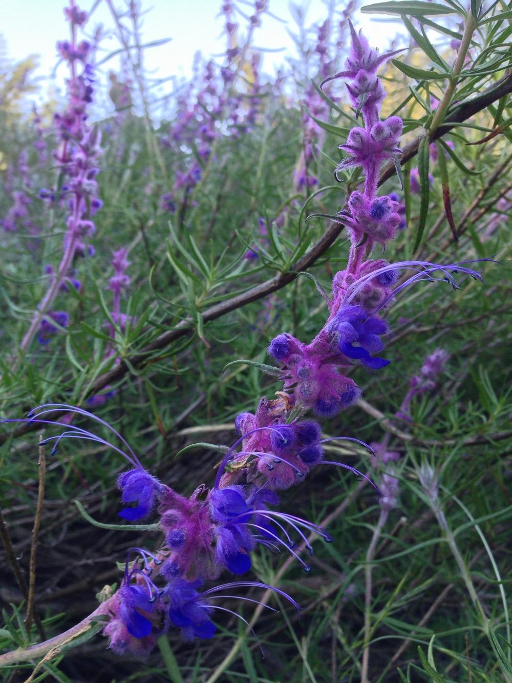 Photo of Woolly Blue Curls (Trichostema lanatum) uploaded by HamiltonSquare