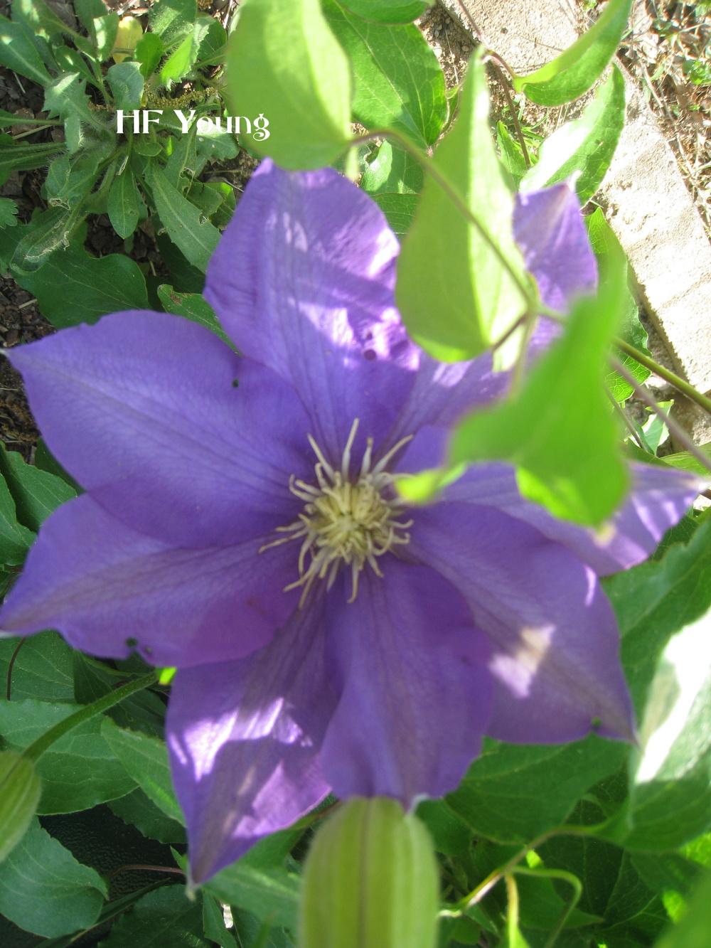 Photo of Clematis 'H.F. Young' uploaded by Hemophobic