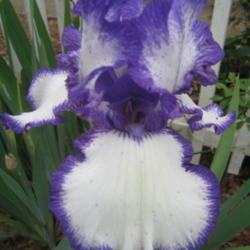 Location: Kannapolis, NC
Date: 2014-04-29
Love this iris!