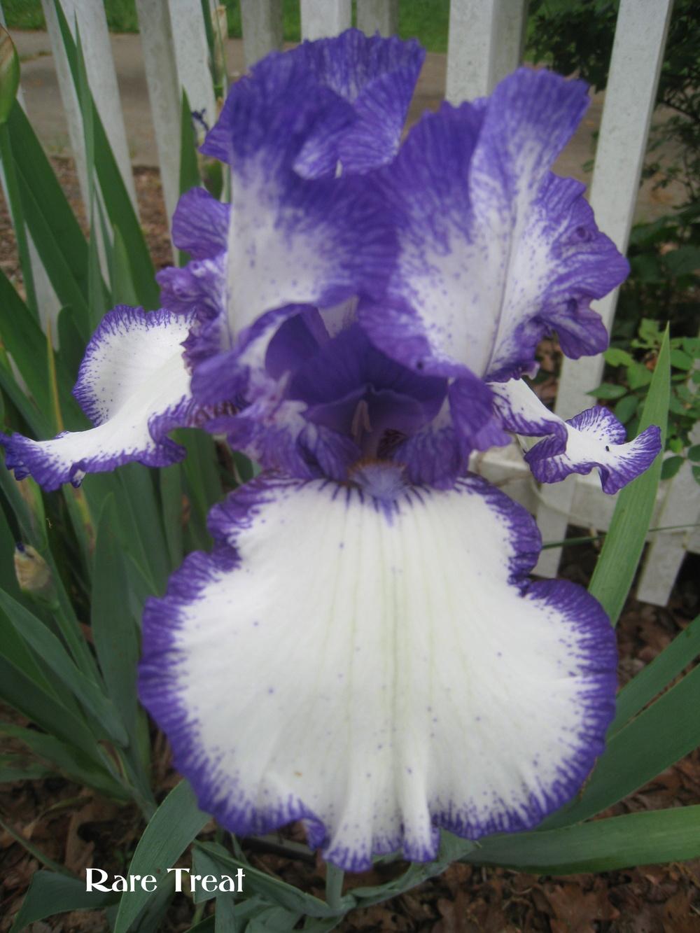 Photo of Tall Bearded Iris (Iris 'Rare Treat') uploaded by Hemophobic