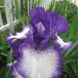 Location: Kannapolis, NC
Date: 2014-04-29
I'm always so glad to see this iris in bloom!