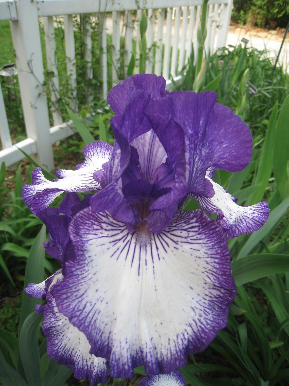 Photo of Tall Bearded Iris (Iris 'Art Deco') uploaded by Hemophobic