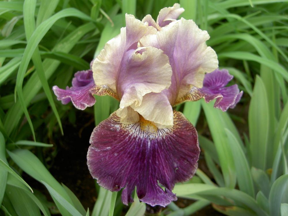 Photo of Tall Bearded Iris (Iris 'Let's Be Friends') uploaded by Muddymitts