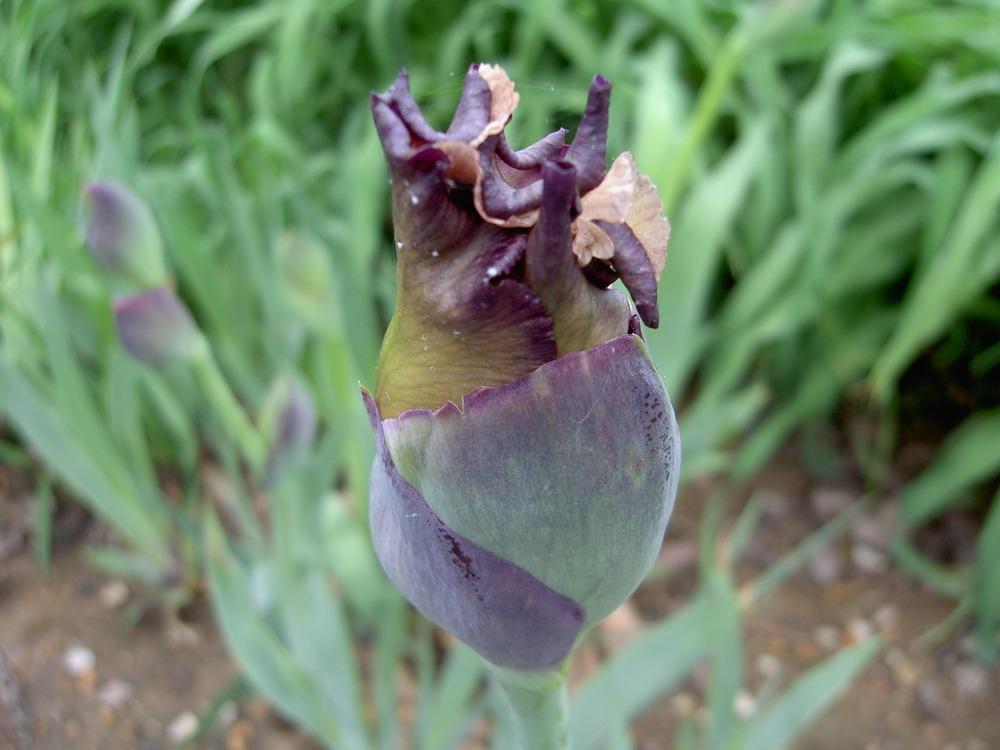 Photo of Tall Bearded Iris (Iris 'Comfortable') uploaded by Muddymitts