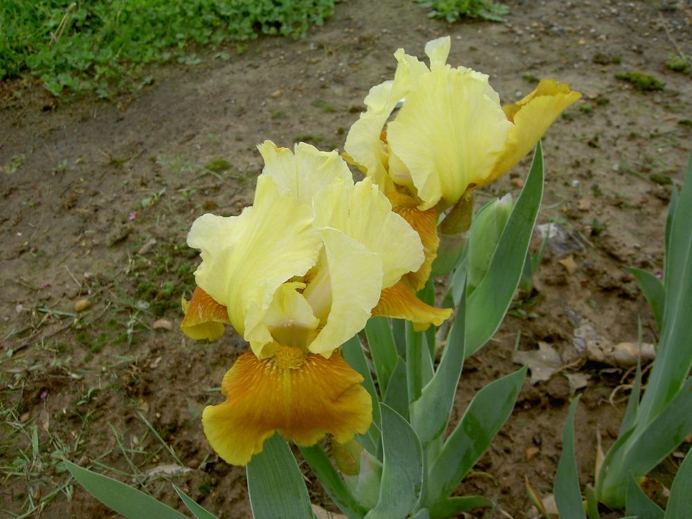 Photo of Intermediate Bearded Iris (Iris 'Honey Glazed') uploaded by Muddymitts