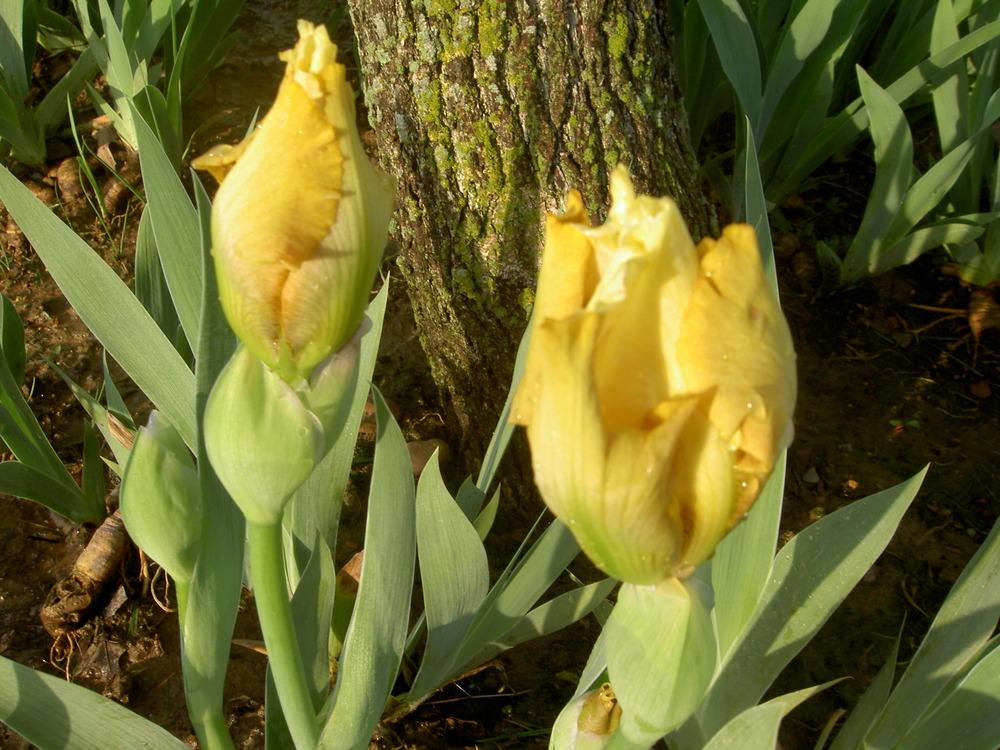 Photo of Intermediate Bearded Iris (Iris 'Honey Glazed') uploaded by Muddymitts