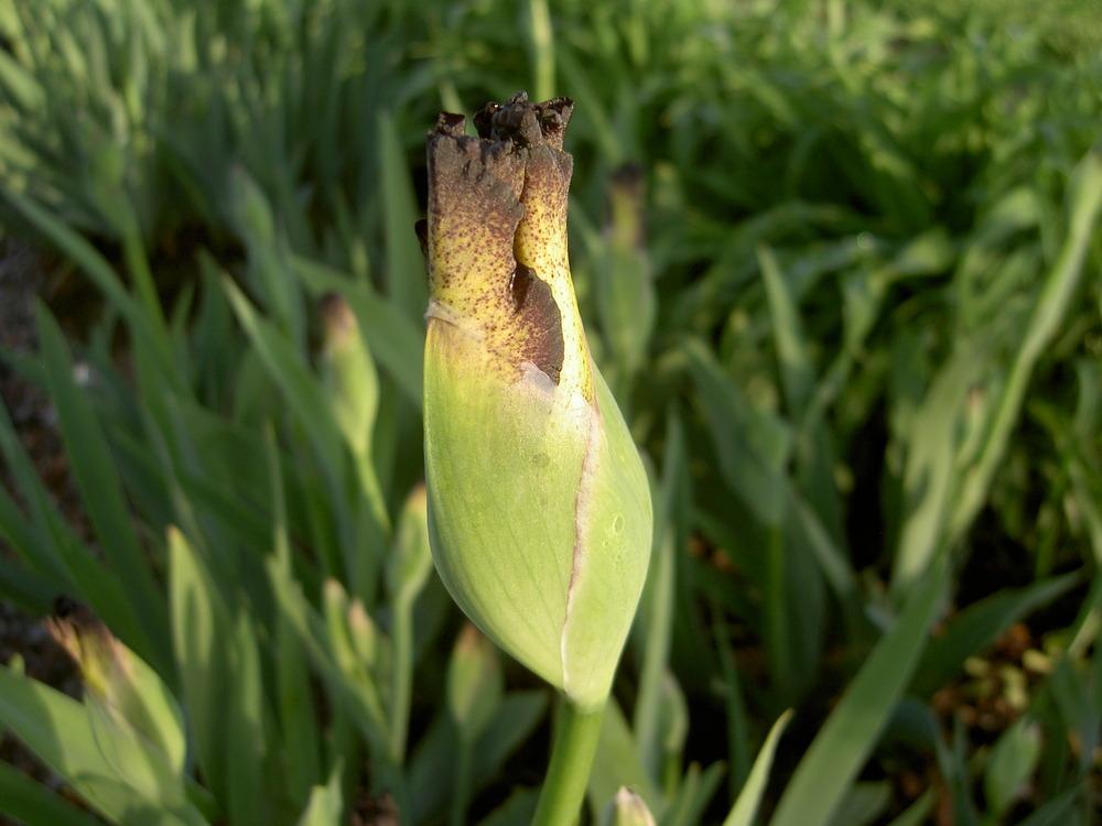 Photo of Tall Bearded Iris (Iris 'Dragon Flight') uploaded by Muddymitts