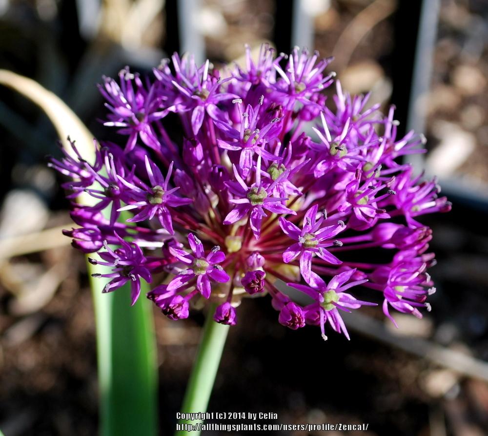 Photo of Allium uploaded by Zencat