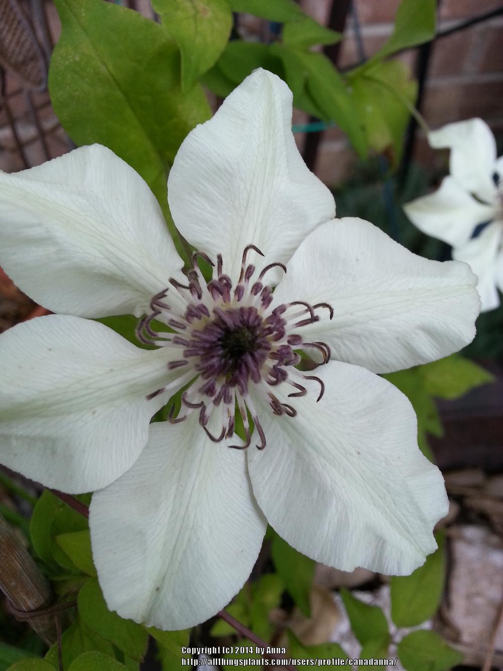 Photo of Clematis (Clematis florida Pistachio™) uploaded by canadanna