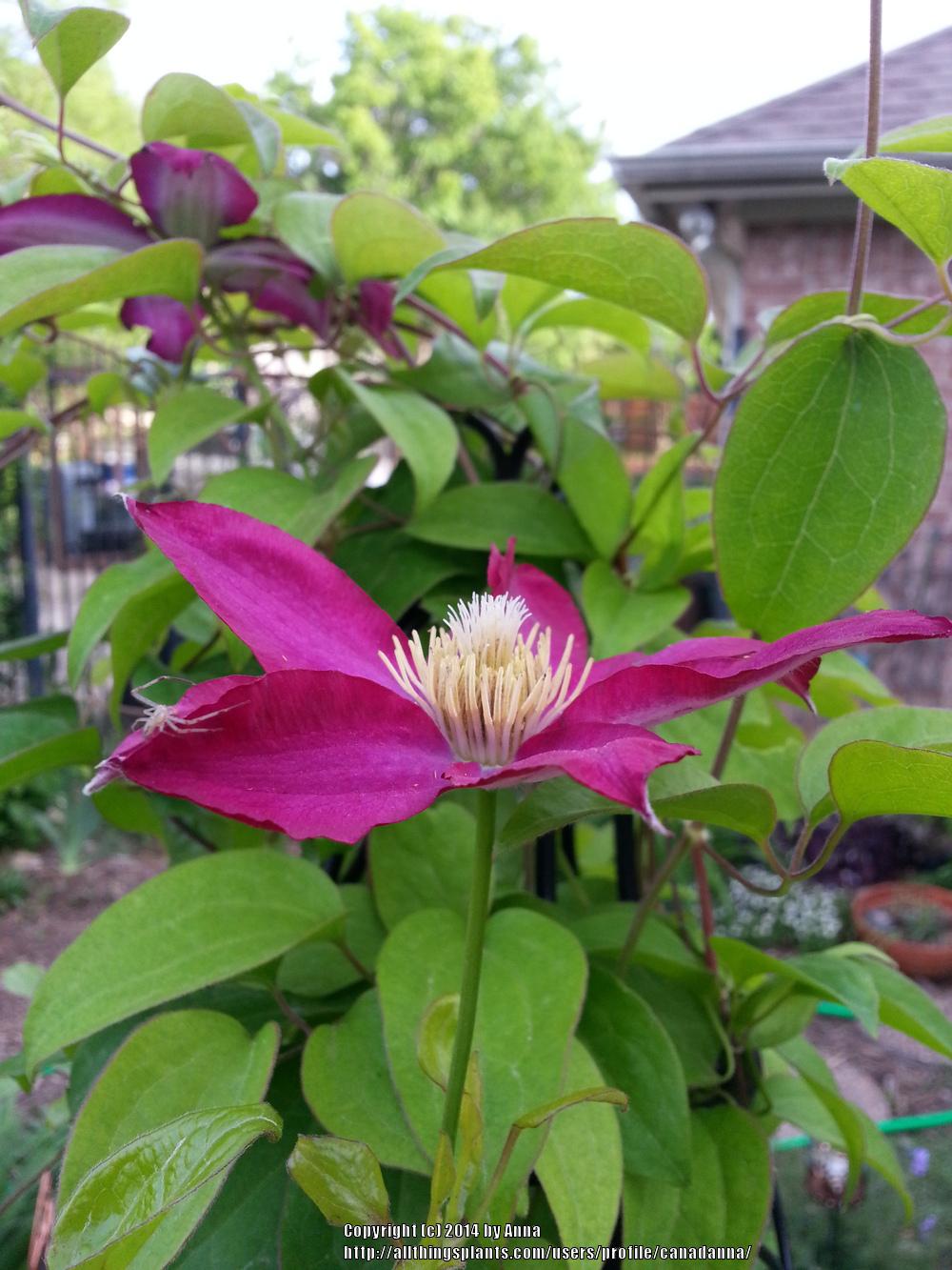 Photo of Clematis 'Pink Champagne' uploaded by canadanna