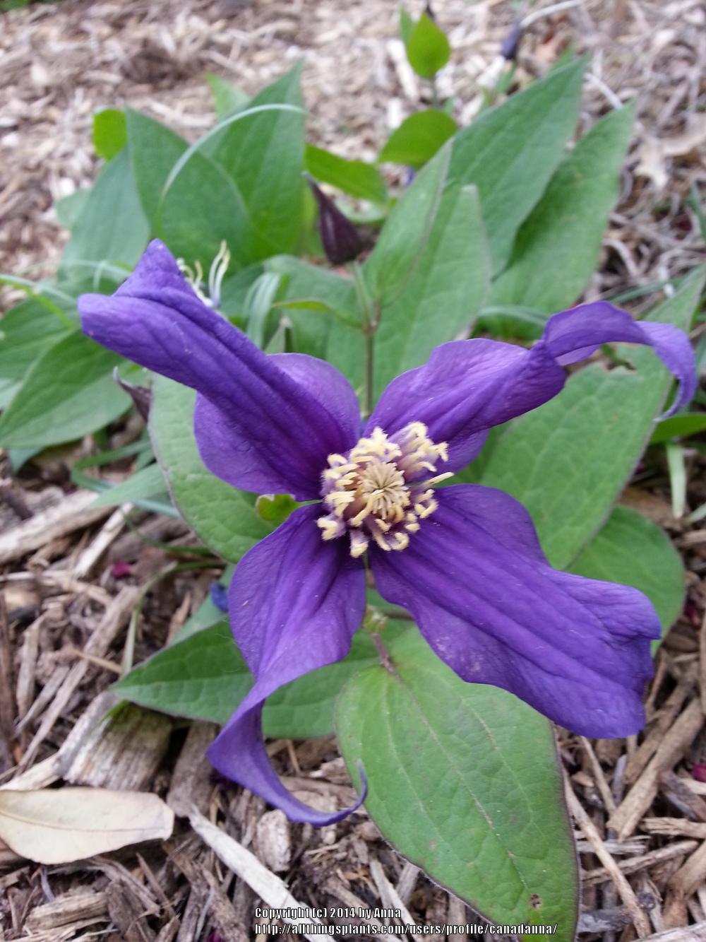 Photo of Clematis Petit Faucon™ uploaded by canadanna