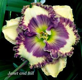 Photo of Daylily (Hemerocallis 'Janet and Bill') uploaded by chalyse