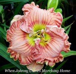 Photo of Daylily (Hemerocallis 'When Johnny Comes Marching Home') uploaded by chalyse