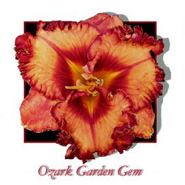 Photo of Daylily (Hemerocallis 'Ozark Garden Gem') uploaded by chalyse
