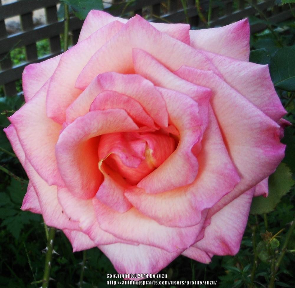Photo of Rose (Rosa 'Oksana') uploaded by zuzu