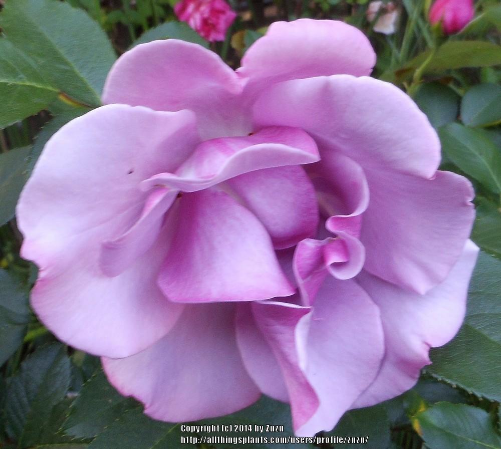 Photo of Rose (Rosa 'Blueberry Hill') uploaded by zuzu